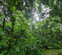 Mabira Forest 