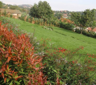 Nyangi Terrace Gardens